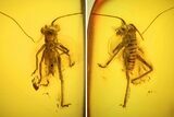 mm Bush Cricket (Tettigoniidae) In Baltic Amber - Rare! #123403-2